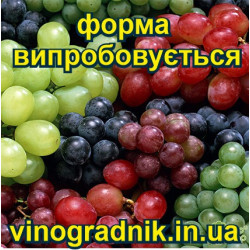 виноград Фаберже | Інтернет-магазин