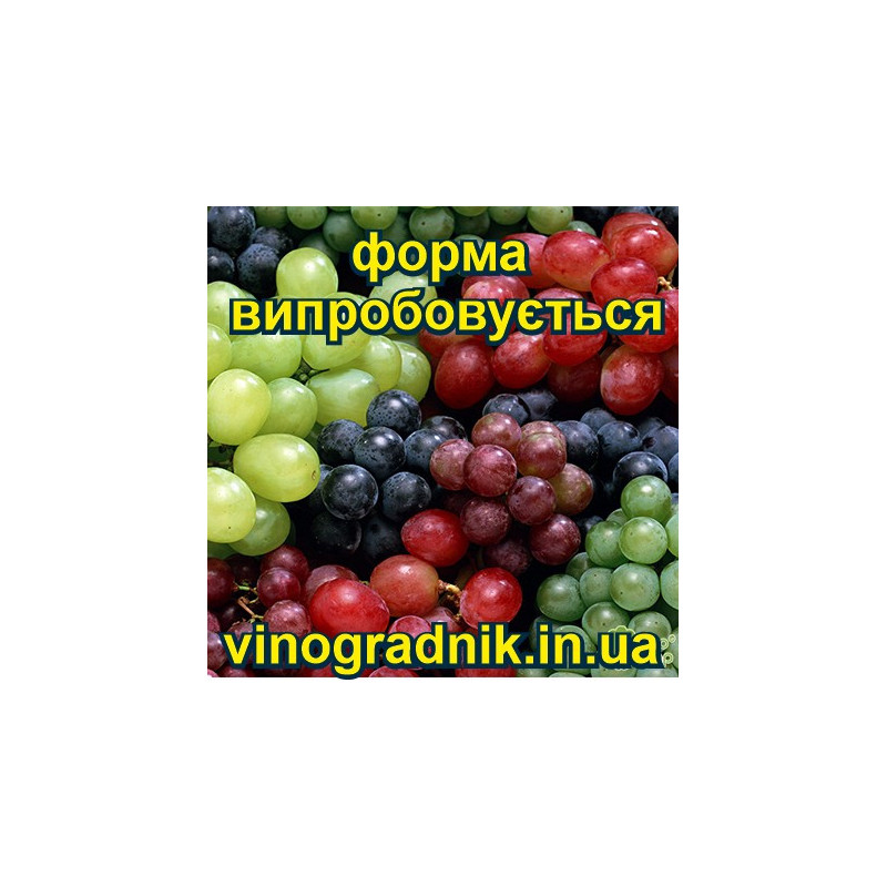 виноград Фаберже | Інтернет-магазин
