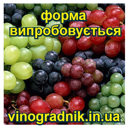виноград Фаберже | Інтернет-магазин
