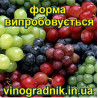 виноград Фаберже | Інтернет-магазин