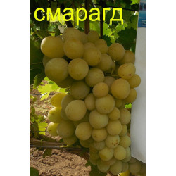 Смарагд | Інтернет-магазин