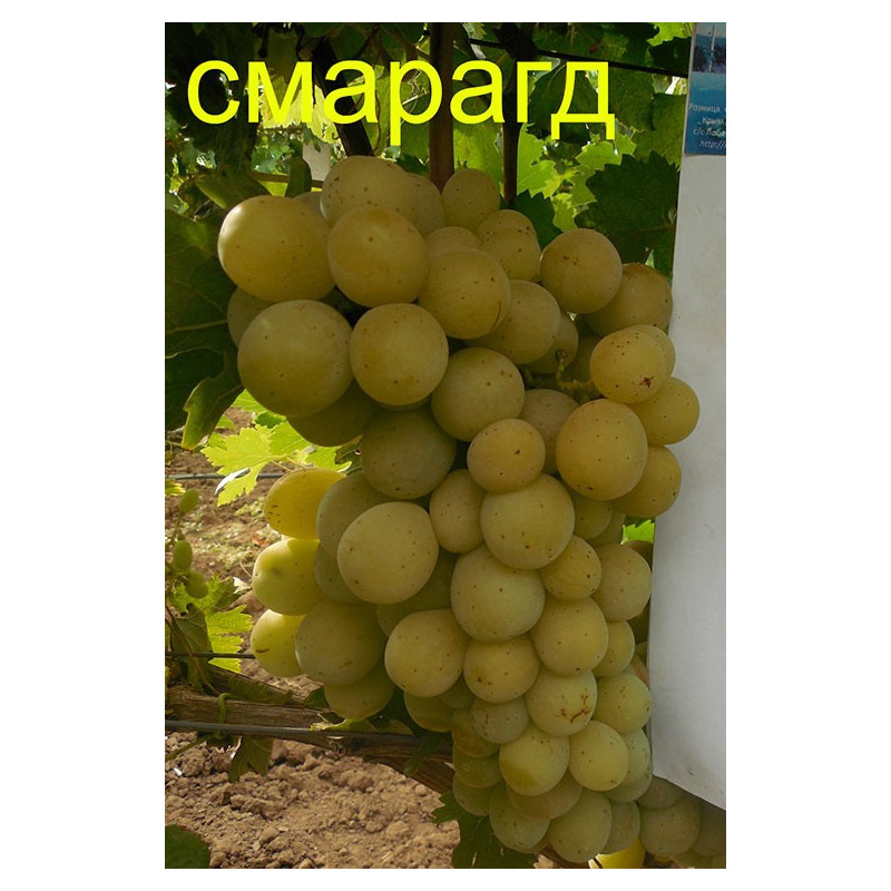 Смарагд | Інтернет-магазин