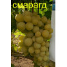 Смарагд | Інтернет-магазин