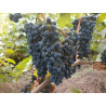 Виноград Маршал Фош | Інтернет-магазин