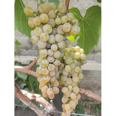 Прейрі Стар | Інтернет-магазин