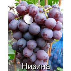 НИЗИНА | Інтернет-магазин