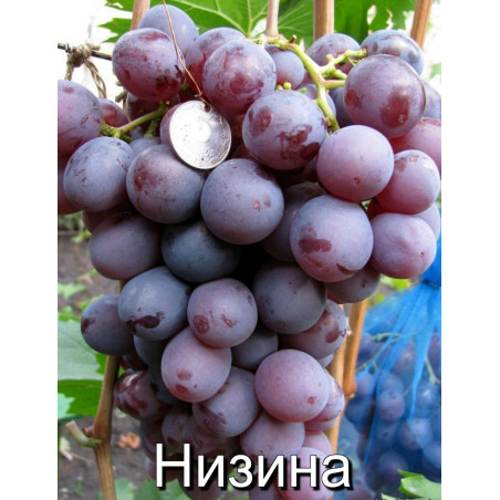 НИЗИНА | Інтернет-магазин